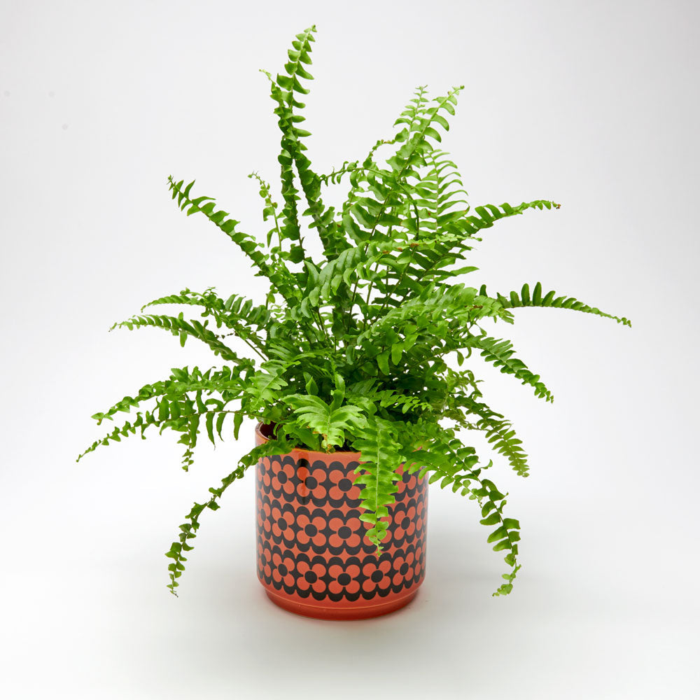 Magpie x Hornsea Planty Medium - Repeat Flower Orange