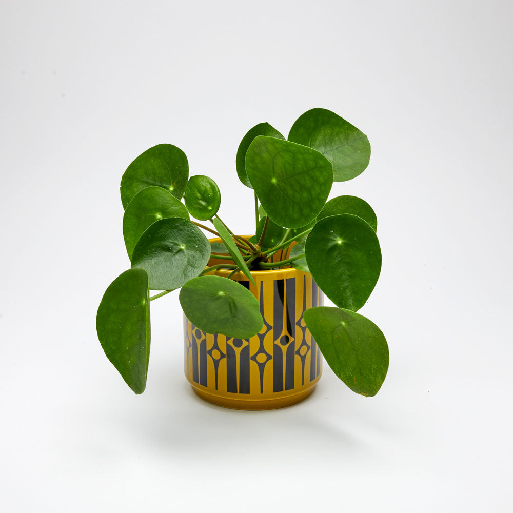 Magpie x Hornsea Planty Medium - Geo Chartreuse